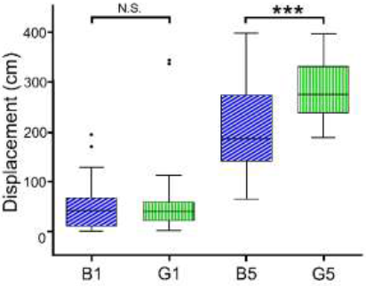 Effects of monochromatic light pulses on the accumulated distance
in two crayfish groups (thoghtout a 5 minutes test). B1. Group 1:
distance traveled during the first minute (stimulated with blue
light) (N = 5). G1. Group 2: distance traveled during the first
minute (stimulated with green light) (N = 6). B5. Group 1: distance
covered from minute 4 to 5 (stimulated with blue light). G5. Group
2: distance covered from minute 4 to 5 (stimulated with green
light). NS = not significant, *** = p < 0.001.