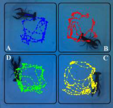 Effect of blue monochromatic light pulse through out a 5 min test
on locomotor activity of four crayfishes (monitored separately but
simultaneously). In panels A, B, C, and D, the CTMV system
automatically represented the path for each identified
crayfish.