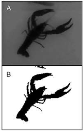 Segmentation of a crayfish image. A. Crayfish in grayscale. B.
Result of crayfish image segmentation.