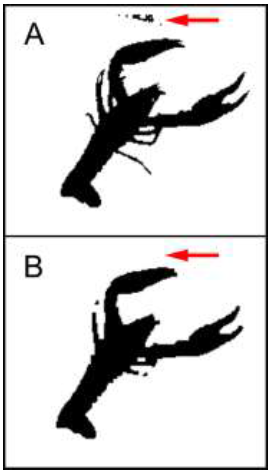 Opening operation effect on a crayfish image. A. Crayfish image
with unwanted elements (such as partial 202 reflection of the
animal). B. Crayfish image post-opening operation. Arrows indicate
areas with notable differences.