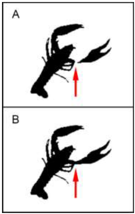 Post-processing of a crayfish image. A. Incomplete detection of
the animal. B. Crayfish image post-closing operation. Arrows
indicate locations of notable differences.