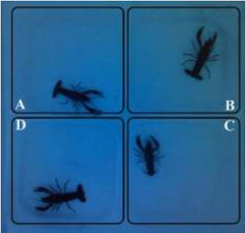 Observation of four crayfish that were stimulated with
monochromatic blue light and placed in individual 224 containers
(labeled as A, B, C, and D). During the analysis of the tests the
user establishes the regions of interest 225 depicted as
rectangles