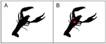 Location of the crayfish centroid. A. Segmentation of the animal.
B. The crayfish's centroid (red circle) was in 235 the anterior
region, on the midline of the cephalothorax, and close to the
animal’s second pair of legs.