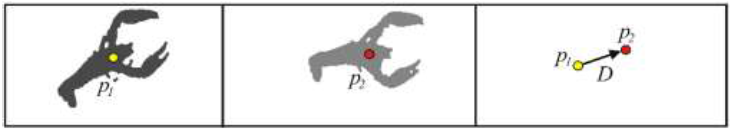 For the displacement measurement of the crayfish, p1 is taken as the initial position, while p2 is the position of the same animal 1 s later, through
the centroid positions the displacement is obtained as a vector
(𝐷).