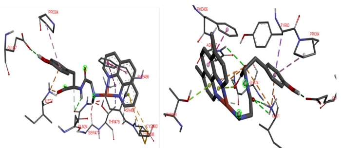 Possible 3D interactions of 7-Complex Spike-ACE2 (left) and 9-Complex Spike-ACE2 (right) adducts. To recognize principal interactions, most the protein was removed. Only the main interactions were presented.