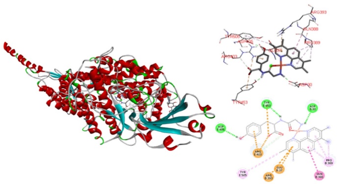 Docked simulations of 13:Spike-ACE2 complex middle region. In the left side can be founded the complete complex, Red: Chain B of ACE2. Blue: Chain E of Spike. In the top right is showed a 3D diagram with the principal interaction between 6 and Spike-ACE2 complex. 2D diagrams is in the bottom of the right side.