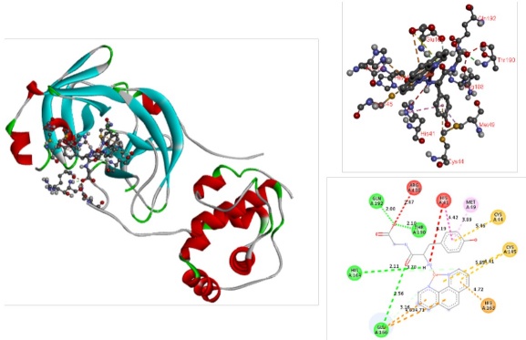 Docked simulations of 14-Mpro complex. In the left side can be founded the complete complex. In the top of right side is showed a 3D diagram with the principal stabilizing interactions. 2D diagram is in the bottom of the right side.