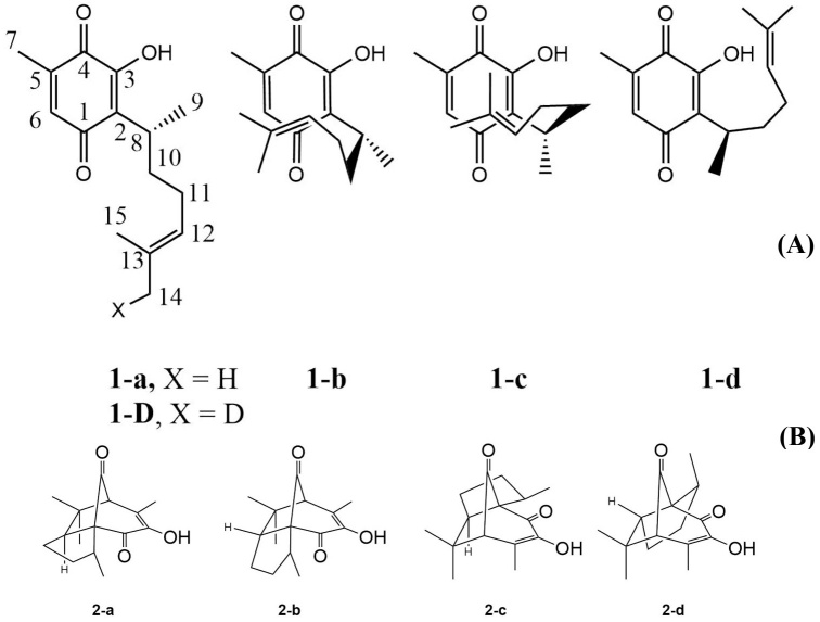 (A) Perezone molecular structure with extended (1-a and 1-d) and folded (1-b and 1-c) conformers (See Fig. S1). (B) Four possible cycloaddition adducts: (-pipitzols (exo: 2-a and endo2-b) and β-pipitzols (exo: 2-c and endo: 2-d).