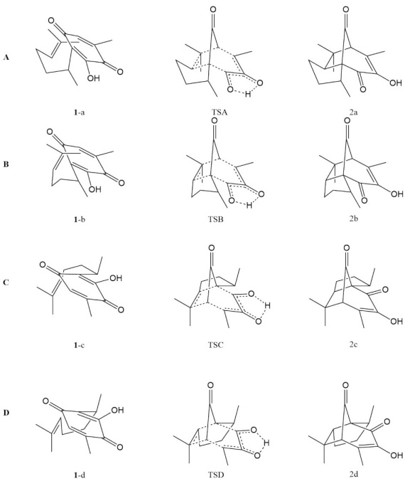 Transition states in the formation of the four isomeric pipitzols 1-a - 2-d.
