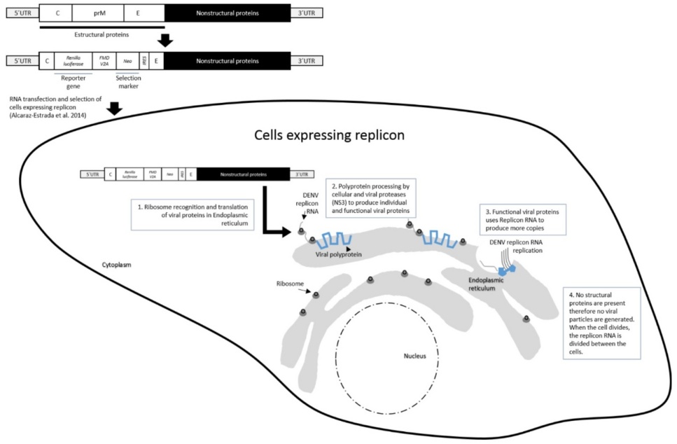Schematic representation of the replicon model. The DENV viral genome was modified to remove most of the structural viral proteins which were then replaced with the Renilla luciferase reporter gene and a selection gene. The RNA is transfected and once it reaches the cytoplasm, it is immediately recognized by ribosomes that generate the nascent viral polyprotein, which will be further processed by cellular proteases and by the viral protease (NS3) to produce individual and functional viral proteins. These proteins, in turn, will drive the replication of the viral genome.