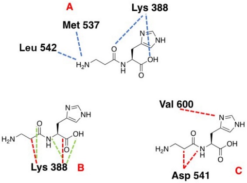 (A) Hydrogen bond, (B) Electrostatic, and (C) Steric interactions between NS3 and carnosine. Blue lines depict the Hydrogen bond interactions, and Red and green dotted lines show the repulsive and attractive interaction, respectively.