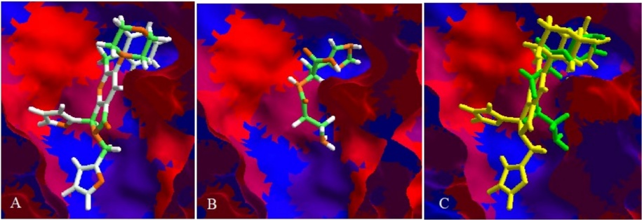Hydrophobic interactions between NS3 and A) 1a, B) carnosine, and C) both molecules. Red surfaces show hydrophilic interactions and blue surfaces show hydrophobic interactions.