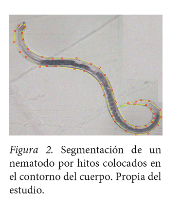 Segmentaci&oacute;n de
un nematodo por hitos colocados en el contorno del cuerpo. Propia del estudio.