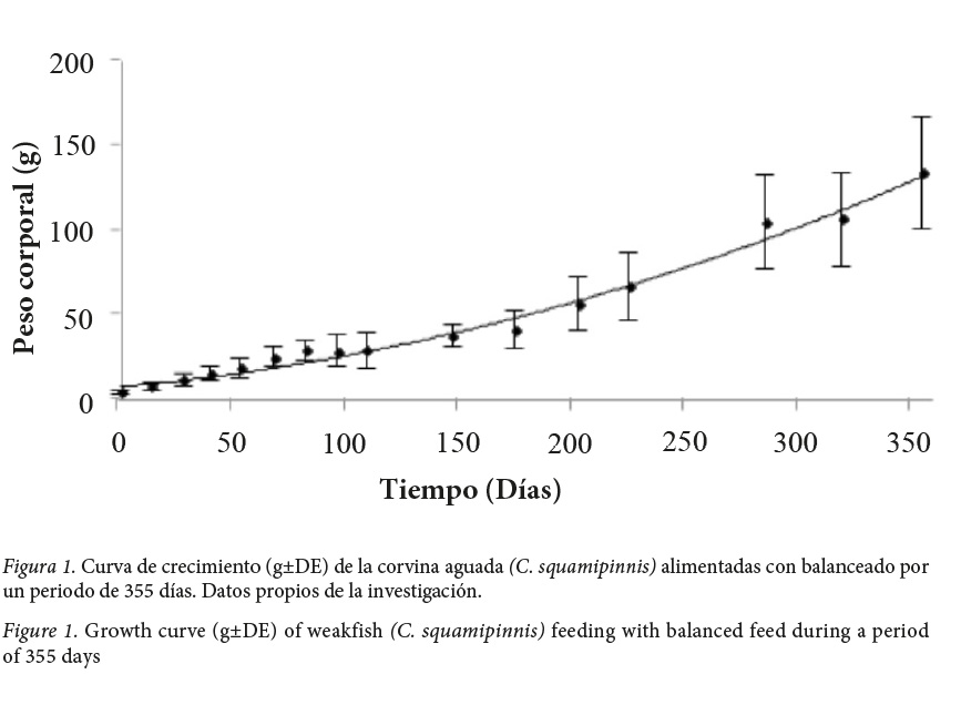 Curva de crecimiento (g&plusmn;DE) de la corvina aguada (C. squamipinnis) alimentadas con balanceado por un periodo de 355
d&iacute;as.