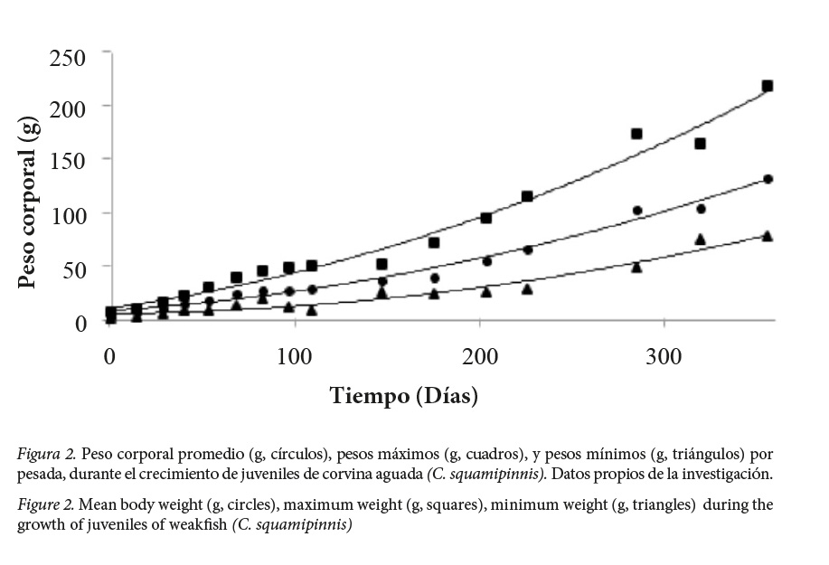 Peso corporal promedio (g, c&iacute;rculos), pesos m&aacute;ximos (g, cuadros), y
pesos m&iacute;nimos (g, tri&aacute;ngulos) por pesada, durante el crecimiento de juveniles
de corvina aguada (C. squamipinnis).