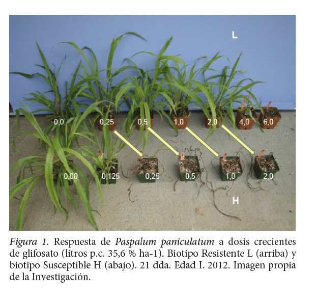 Respuesta de Paspalumpaniculatum a dosis crecientes
de glifosato (litros p.c. 35,6 % ha-1). Biotipo Resistente L (arriba) y biotipo
Susceptible H (abajo). 21 dda. Edad I. 2012