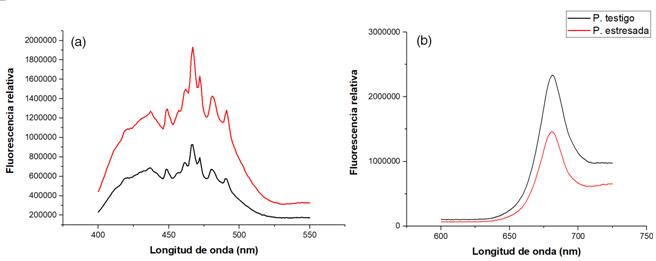 Fluorescencia de los 400 a 550 nm (a) y de 600 a 725 nm (b) en pl&aacute;ntulas con distintos niveles en plantas de G. arborea expuestas a condiciones de estr&eacute;s h&iacute;drico.