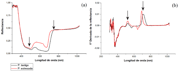 Reflectancia (a) y primera derivada (b) de la reflectancia de los 310 a 1150 nm en plantas de G. arborea expuestas a condiciones de estr&eacute;s h&iacute;drico. 