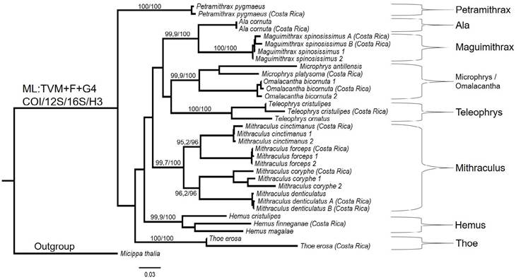 Árbol de posicionamiento taxonómico de cangrejos araña (Familia Mithracidae) de Costa Rica, basado en secuencias parciales de una matriz génica concatenada (COI, 12S, 16S y H3).