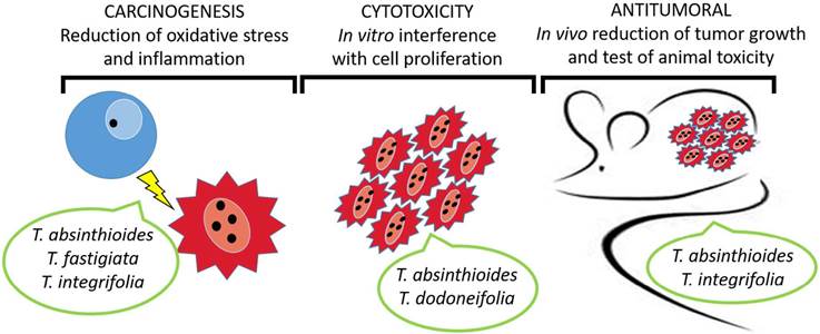 Antioncologic Effects of Tessaria spp.