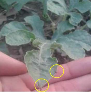 Orugas de Spodoptera spp. en el cultivo de sand&iacute;a