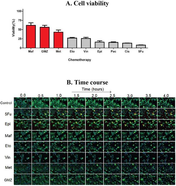 (A) Cell viability and (B) SM-BOD kinetics (after exposure to chemotherapies) of a breast cancer model of chemosensitivity/ chemoresistance as a proof of principle to evaluate a fluorescent sphingolipid analogue as predictor.