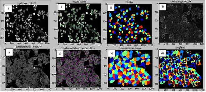 Microscopy-based image analysis pipeline for the subcellular segmentation (nuclei/cytoplasm) with the breast cancer cell model.