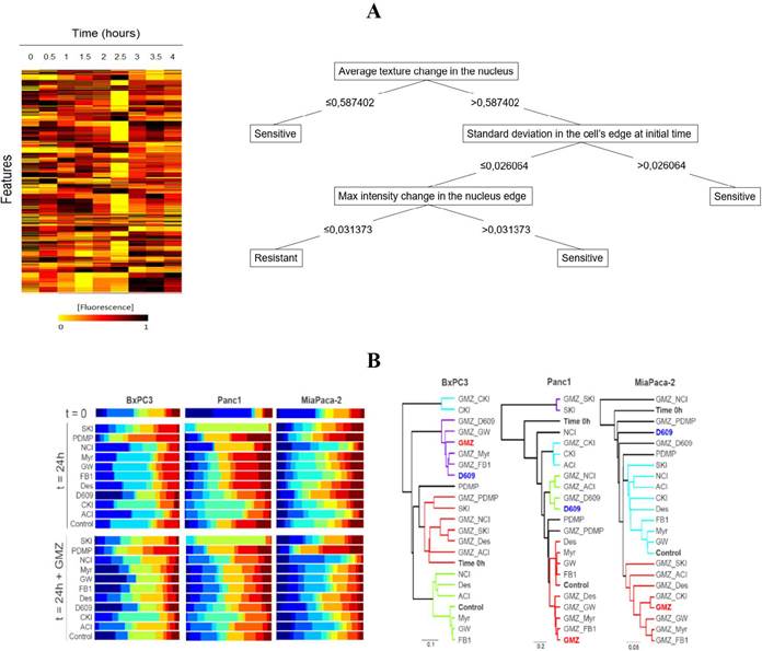 The use of a fluorescent SL sensor enables population-based data mining to predict chemosensitivity and inference on how the chemotherapy perturbs the SLP. (A) Data of intensity/distribution features on the breast cancer model allows the construction of decision trees for the prediction of chemosensitivity. (B) Gaussian mixture modeling (GMM) of the population of pancreatic cancer cells leads to the inference on how gemcitabine (GMZ) perturbs the SLP by the similarity of the population-based heterogeneity profiles to known inhibitors of the SLP.