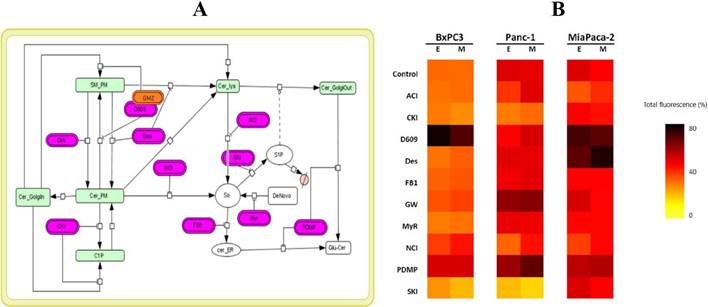The use of fluorescent SL sensor enables the construction of ordinary differential equation (ODE) models (topology in A) to estimate the rates of the reactions involved in the metabolism of this SL analogue and changes in the relative composition of SL species upon perturbations (B). E: experiment, M: model.
