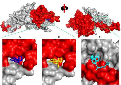 Three-dimensional visualization of Plasmodium vivax Duffy Binding Protein (PvDBP)-ligand complexes. A) 5,7-Dihydroxyflavanonne, B) Pinostrombin, and C) Chloroquine. The red color indicates the DARC binding region.