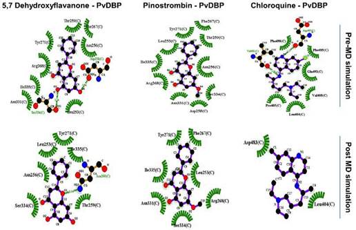 PvDBP-ligand two dimensional visualization before and after 1000 ps molecular dynamic (MD) simulation.