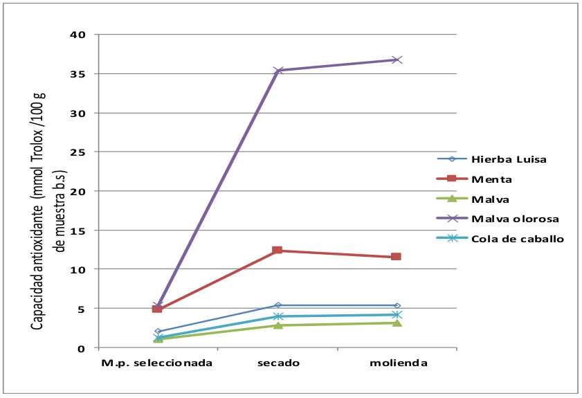 Variabilidad de capacidad antioxidante de las hierbas en
materia prima, secado y molienda