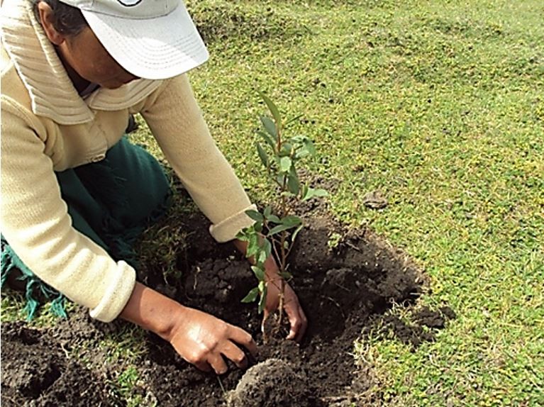 Persona de la comunidad Espejo, p�ramo del Atacazo, participando en un proceso de restauraci�n ecol�gica (reforestaci�n con especies nativas) en las riberas de cuerpos de agua seleccionados.