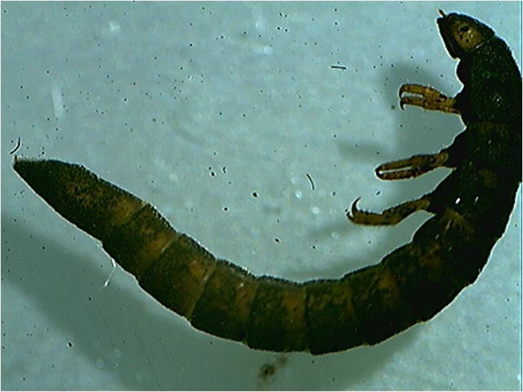 Larva de un cole�ptero de la familia Elmidae. Junto a sus patas se encuentran las agallas que le permiten respirar en medios acu�ticos con alta concentraci�n de ox�geno.