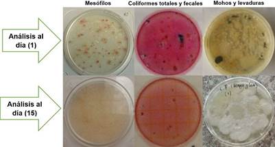 Crecimiento en placa
de microorganismos.