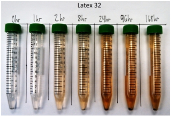 Fotograf&iacute;a que muestra el cambio de color de la soluci&oacute;n de KOH a 32wt % y el precipitado formado a lo largo del tiempo para PVDF latex-32; el oscurecimiento corresponde al n&uacute;mero cada vez mayor de enlaces dobles sobre las cadenas de carbono, debido a la p&eacute;rdida de fluoruro; el precipitado consiste en part&iacute;culas que se derraman del c&aacute;todo y se colocan en la parte

inferior del vial.