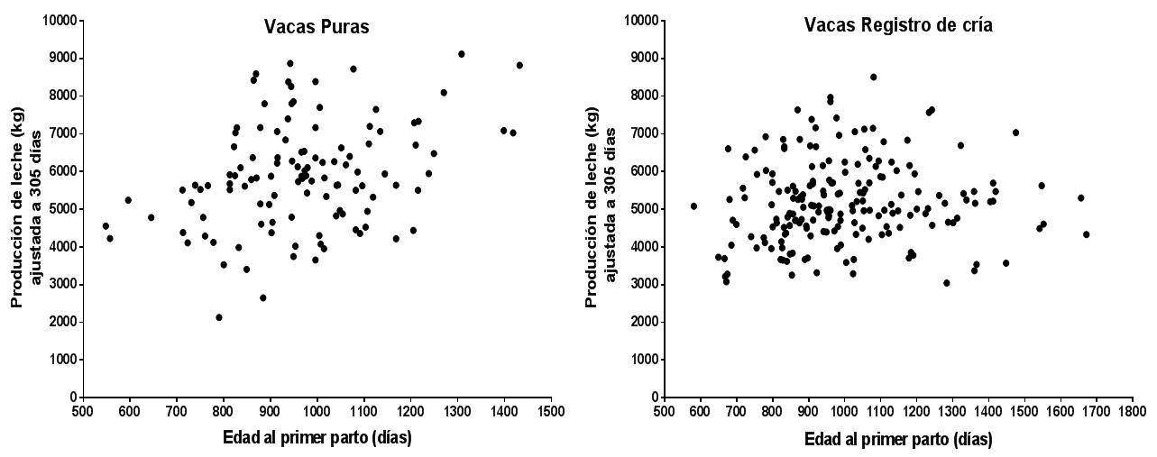 Asociación entre la edad al primer parto y la producción de leche ajustada a 305 días en dos grupos de vacas Holstein con diferente potencial de producción en sistemas a pastoreo.