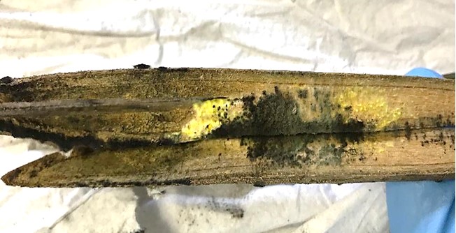 Lesiones asociadas con la presencia de hongos en tallos de manglares.