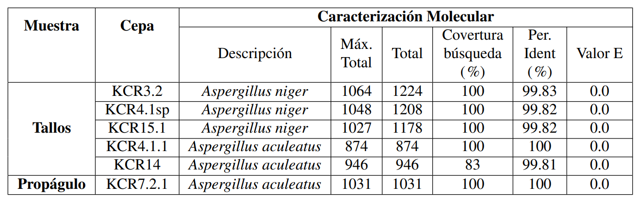 Caracterizaci�n molecular del hongo aislado de ramas y prop�gulos de manglares