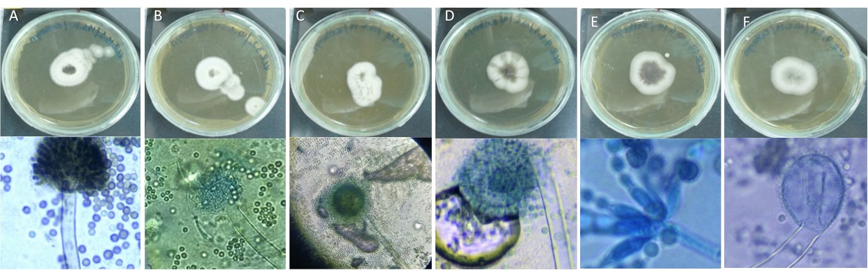 Caracter�sticas morfol�gicas de cepas f�ngicas aisladas de manglares. (A-F) las mejores im�genes muestran el crecimiento micelar en el medio de cultivo s�lido. A (KCR aislado 15.1); B (asylum KCR 3.2); C (KCR aislado 4.1 SP); D (KCR aislado 4.1.1); E (KCR 14 aislado); F (KCR aislado 7.2.1); en la imagen inferior se muestran las estructuras microsc�picas de aislados de hongos de manglares.