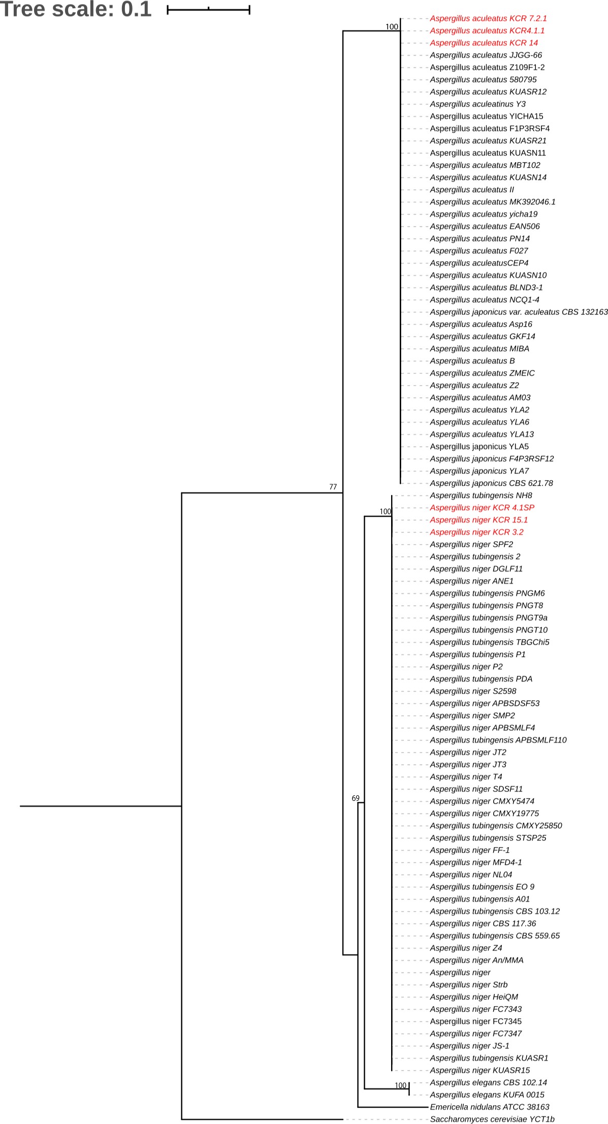 An�lisis filogen�tico de hongos del g�nero Aspergillus aislado del material vegetal de manglares. Las secuencias se alinearon por Clustal W. El an�lisis se realiz� con un soporte de iteraciones Bootstrap 1000 y utilizando el algoritmo &ldquo;neighbor joining&rdquo; con el m�todo 2-par�metros de Kimura. El teleomorfo de Aspergillus corresponde a Emiricella nidulans (HQ026740.1) al alternativo Saccharomyces cerevisiae (MG775707.1) y a las dos especies de Aspergillus elegans (NR 077196.1, MH992144.1).