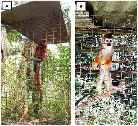 El guacamayo escarlata (Ara macao) (a) y el mono ardilla del Humboldt (Saimiri cassiquiarensis) (b), ejemplos de especies nativas de la Amazon�a confiscadas en la Regi�n Costera, Ecuador. 