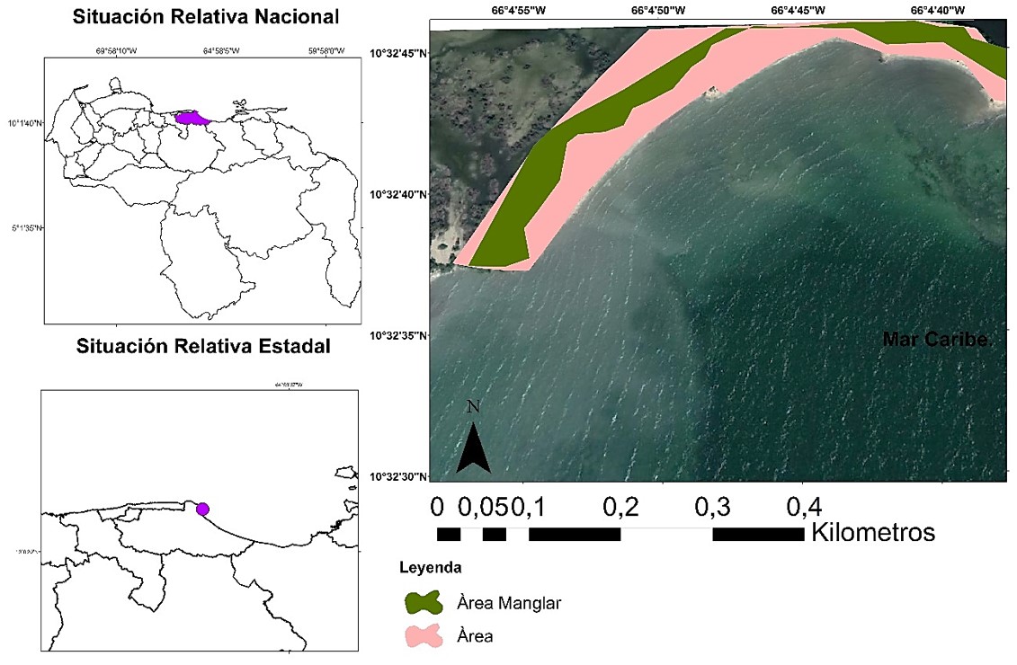 Mapa de la superficie cubierta por el bosque de Avicennia germinans en el sector Los Totumos, humedal Laguna Grande.