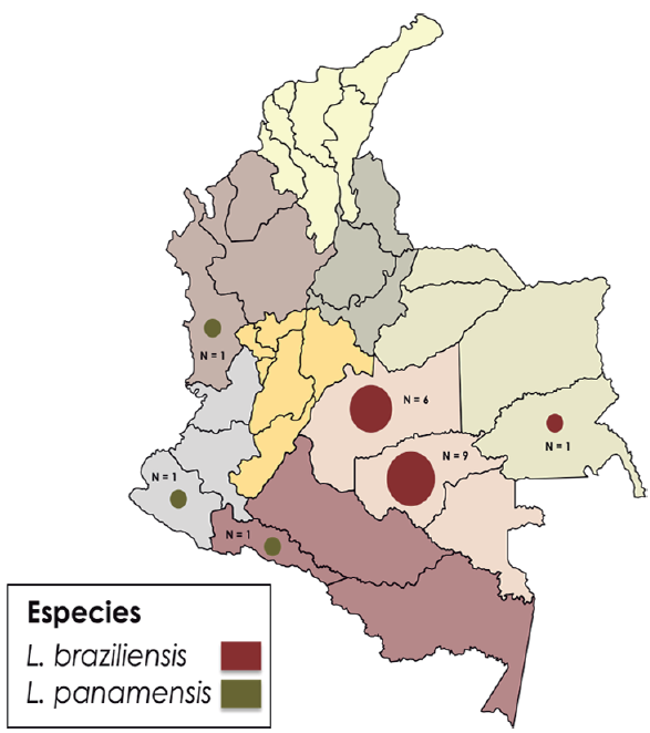 Distribuci&oacute;n y abundancia de especies de Leishmania spp. en 19 hombres del Ej&eacute;rcito Nacional de Colombia con cargas parasitarias elevadas y a considerar al finalizar el tratamiento farmacol&oacute;gico. La identificaci&oacute;n molecular de especie del par&aacute;sito se realiz&oacute; mediante BLASTn con % de identidad superiores a 98 %, a partir de secuencias de HSP70 y MPI obtenidas por amplificaci&oacute;n por PCR y secuenciaci&oacute;n didesoxi terminal para las muestras de frotis del estudio.