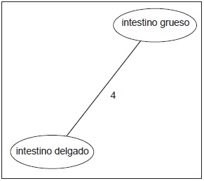 Partes del intestino. Grado 11.