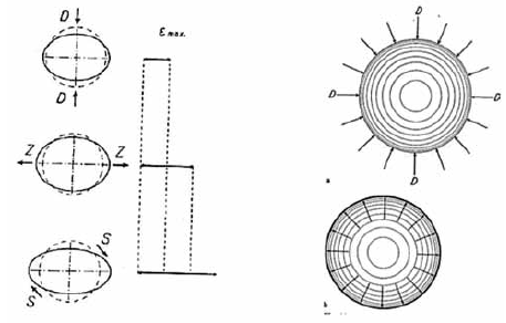 Left: "Quantitative proportions of elongation due to tension (Z), compression (D), and shearing (S)". Right: "How the hydrostatic pressure acts on the cell" (above: positive pressure, below: negative pressure
