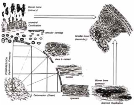 Schematic representation of the hypothesized influence of biophysical stimuli on tissue phenotype. Desmoid ossification has been added to Pauwels' model