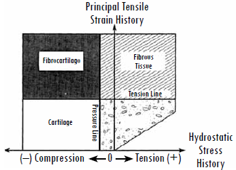 Carter et al.'s theory expanded to the skeletal tissues. A specific combination of the mechanical invariants produces certain type of tissue