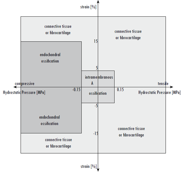 Quantitative tissue-differentiation theory