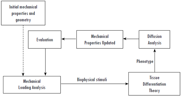 General scheme of the algorithms in Tissue Differentiation and Adaptation